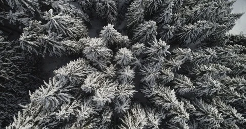 Birds eye view looking down on snow covered trees Stock Footage 102449827