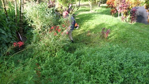 Bird's eye view of man working to weed whack an area of grass in a Stock Footage 247990278