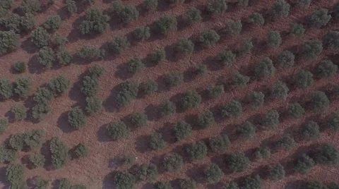 Birds-eye View of Olive Trees Видео 53258098