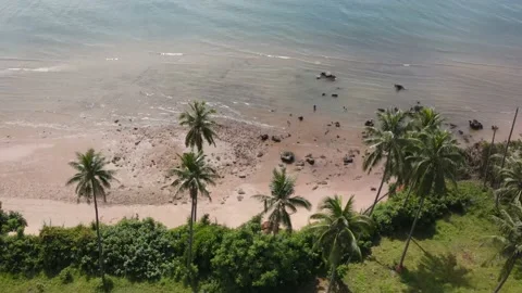 Birds eye view over the palm tress and rocky beach. Video stock 204070545
