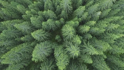 Birds eye view over a pine tree forest Stock Footage 94963415