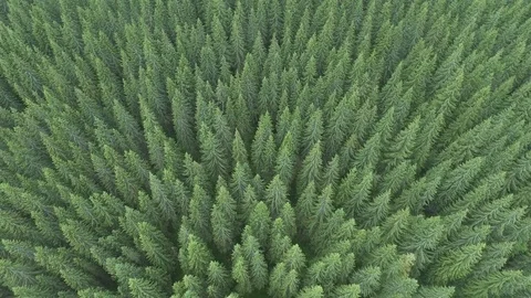 Birds eye view over a pine tree forest Stock Footage 94963520