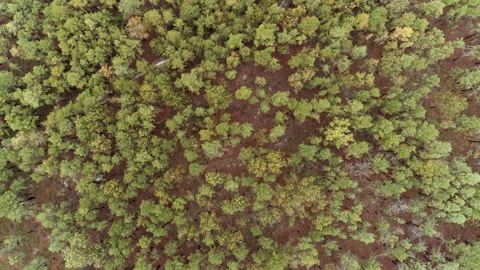 Bird's eye view over pine tree forest Stock Footage 141164881