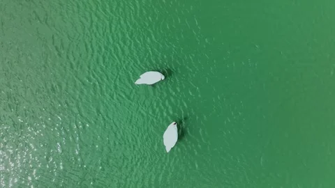 Bird's-eye view overlooking two white swans in a small lake or pond with green Stock Footage 303442747