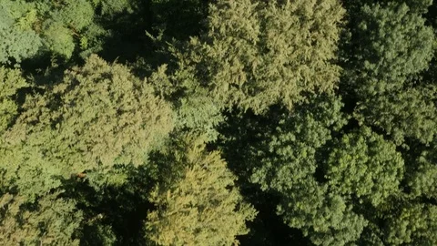Bird’s eye view of a pattern of tree tops Stock Footage 76354644