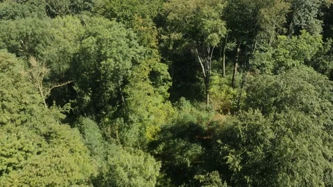 Bird’s eye view of a pattern of tree tops Stock Footage 76387931