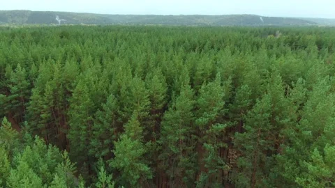 Bird's eye view of pine forest in Ukraine Stock Footage 140124068