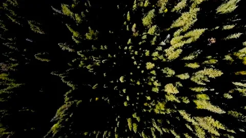Bird's-eye view of pine forest in Alaska Stock Footage 220355672