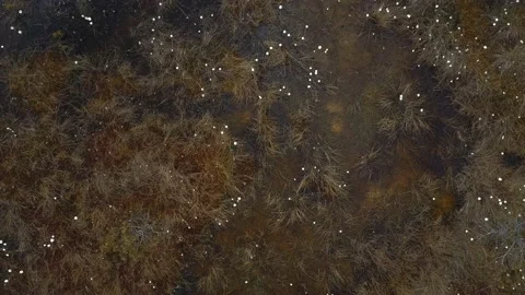 Bird's-eye View Of Pine Tree Growing in the swamp. Nature Of Belarus. Stock Footage 157224109