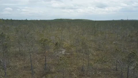 Bird's-eye View Of Pine Tree Growing in the swamp. Nature Of Belarus. Stock Footage 157224141