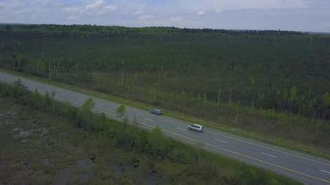 Bird's-eye View Of Pine Tree Growing in the swamp. Nature Of Belarus. Stock Footage 157224193