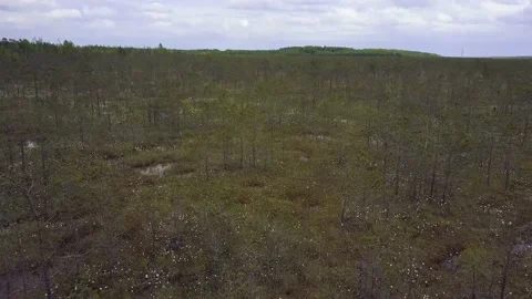 Bird's-eye View Of Pine Tree Growing in the swamp. Nature Of Belarus. Stock Footage 157224202