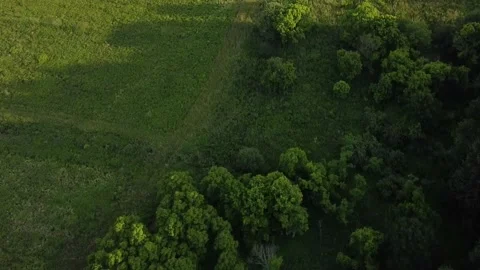 A Birds Eye View of Pine Trees Vidéo 156906081