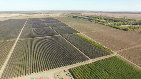 Bird's-eye view of the planted field Video stock 153029243