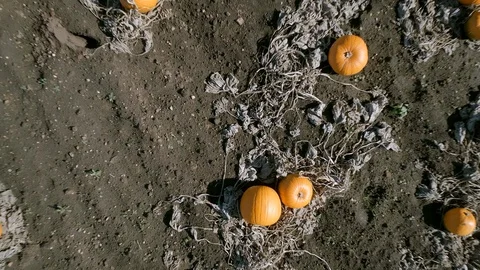 Bird's Eye View of a Pumpkin Patch on a Farm Ready for Harvest Aerial Flyover Vídeos de archivo 95671465