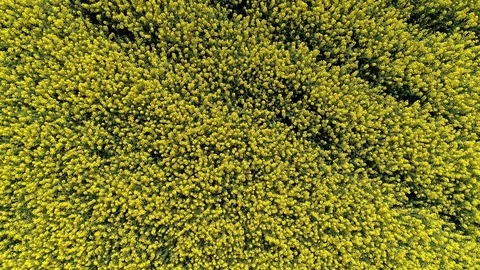 Bird's-eye view of a rapeseed field with a rotating flight on a sunny day. Stock Footage 112676845