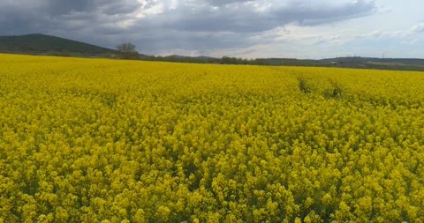 Bird's eye view, rapeseed fields in spring in full bloom of yellow flowers .. Vidéo 331917104