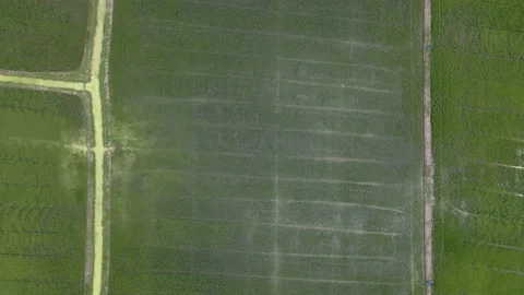 The bird's eye view of the rice fields in Asia. Vídeos de archivo 143473364