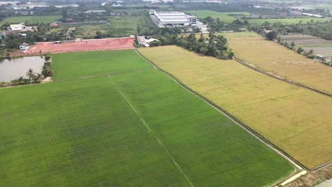 The bird's eye view of the rice fields in Asia. Vídeos de archivo 143473468