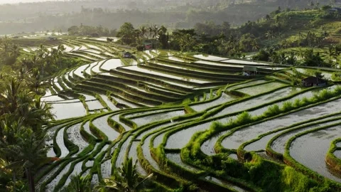 Bird's-eye view of rice fields Stock Footage 143725086