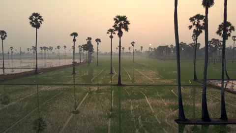 The bird's eye view of the rice fields in Asia. Vídeos de archivo 143786993