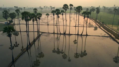 The bird's eye view of the rice fields in Asia. Vídeos de archivo 143788742