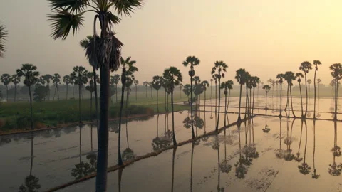 The bird's eye view of the rice fields in Asia. Vídeos de archivo 143789198