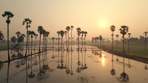 The bird's eye view of the rice fields in Asia. Vídeos de archivo 143789277