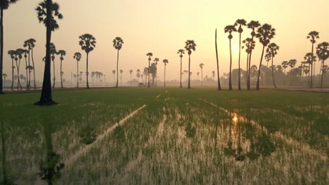 The bird's eye view of the rice fields in Asia. Vídeos de archivo 143789319