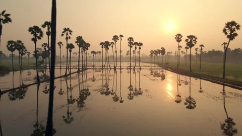 The bird's eye view of the rice fields in Asia. Vídeos de archivo 143789644