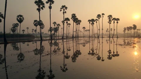 The bird's eye view of the rice fields in Asia. Vídeos de archivo 143789735