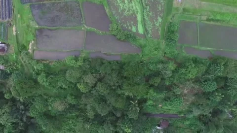 Bird's Eye View Of Rice Fields And homes In Baturiti,  Tabanan, Bali, Indonesia Stock Footage 295477203
