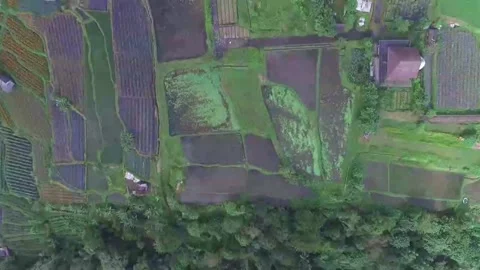 Bird's Eye View Of Rice Fields And homes In Baturiti,  Tabanan, Bali, Indonesia Stock Footage 295481373