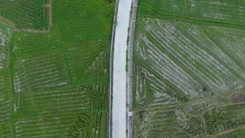 Bird's-eye view of rice fields and river.Ideal for farming and nature projects Stock Footage 336023789