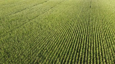 A bird's eye view of ripening corn field Stock Footage 158008934