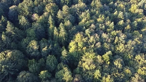 Bird's-eye view rotating slowly over a lush green mountain forest. Stock Footage 345328538