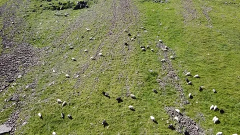 Bird’s eye view of sheep grazing on alpine meadow Stock Footage 338104034