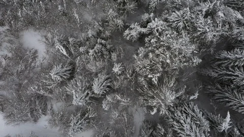 Birds eye view of snow covered trees, spinning and rising shot Stock Footage 102418299