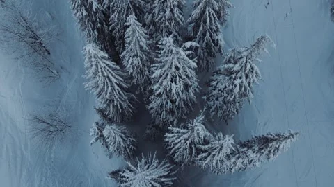 Bird's eye view of snow-covered spruces Stock Footage 264985864
