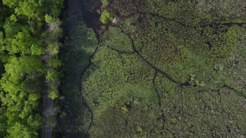 Birds eye view swamp next to road Video stock 239076375