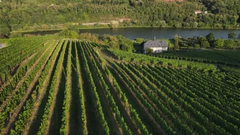 Bird's-Eye View of Symmetrical Vine Rows in the Moselle Valley Stock Footage 334587337