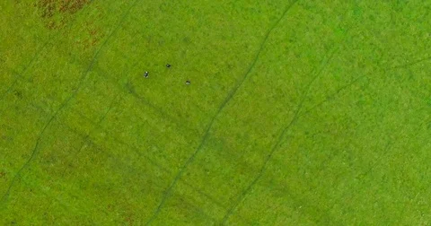 BIrd's-eye view - Three Hikers walking through grassy field Stock Footage 82286289