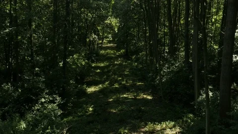 Bird’s eye view through the trees of a dense forest 動画素材 76354481