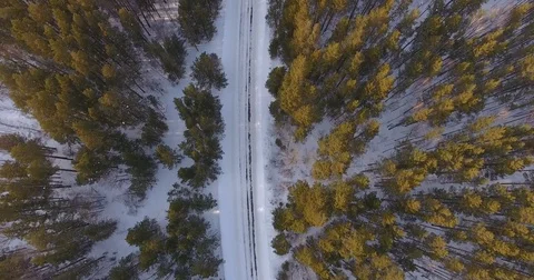 A bird's eye view of the tops of trees and a rural road Vidéo 74746035