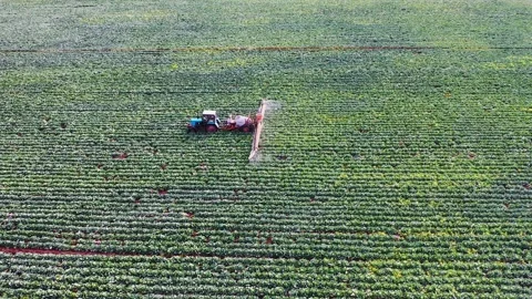 Bird's eye view of a tractor working in a cabbage field. Video stock 211836411
