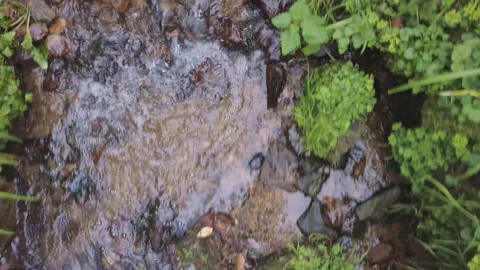 Birds-eye-view traveling down a woodland stream Stock Footage 252575374