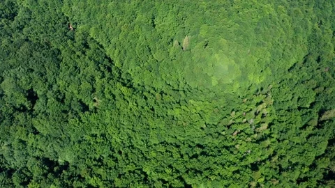 Bird's eye view of treetops in the deciduous forest on summer sunny day. Video stock 157498011