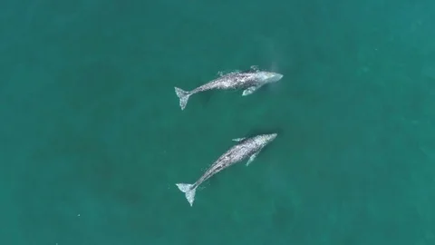 Birds eye view of two gray whales Stock Footage 73838359