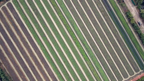 The bird's eye view of the vegetable plot. Vídeos de archivo 143789946
