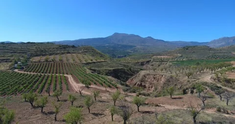 Bird's eye view of vineyard and almond fields, mountains, blue sky Vidéo 331916993